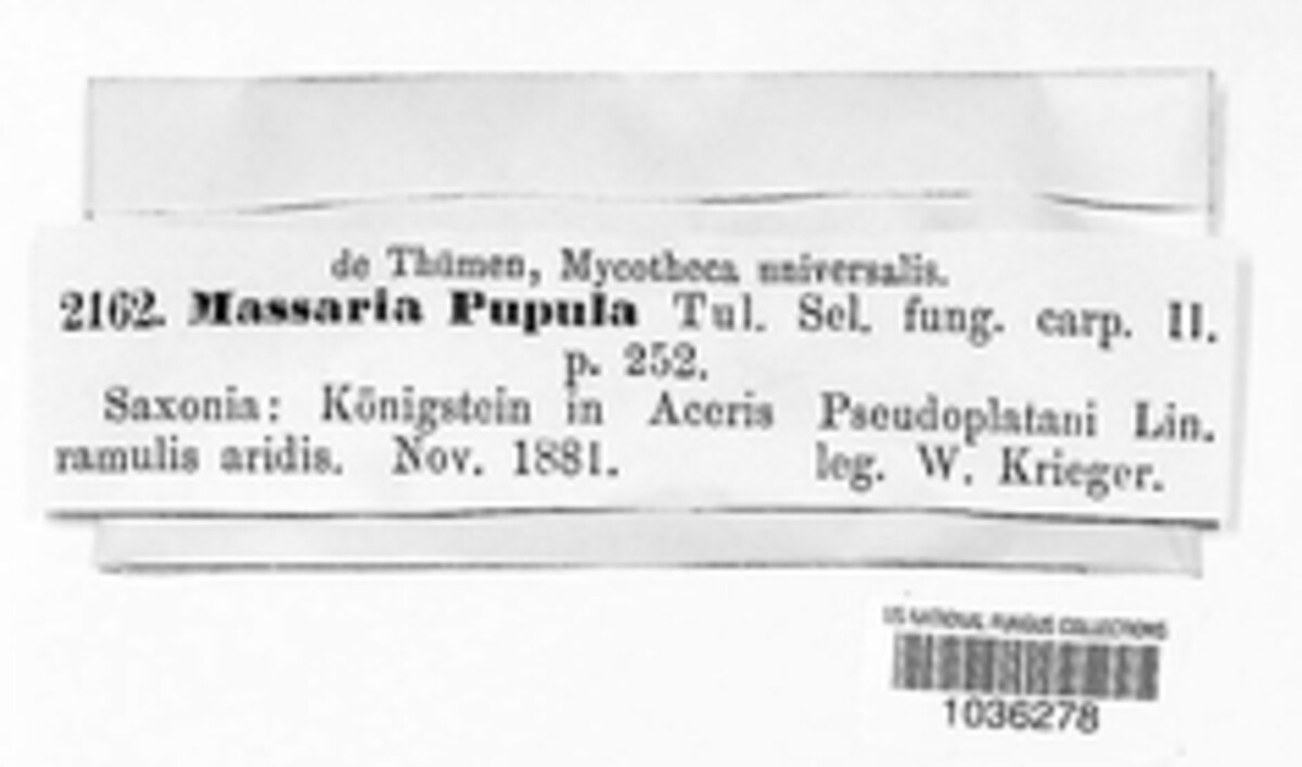 Splanchnonema pupula image